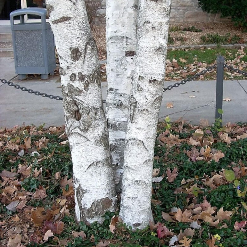 Weeping Birch Tree Seeds