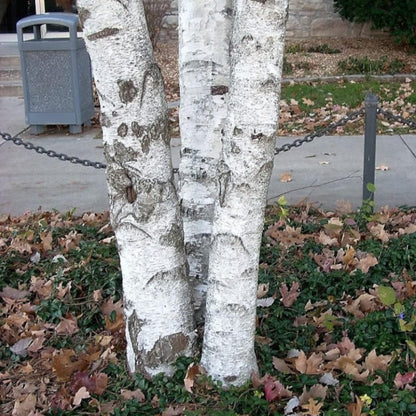 Weeping Birch Tree Seeds