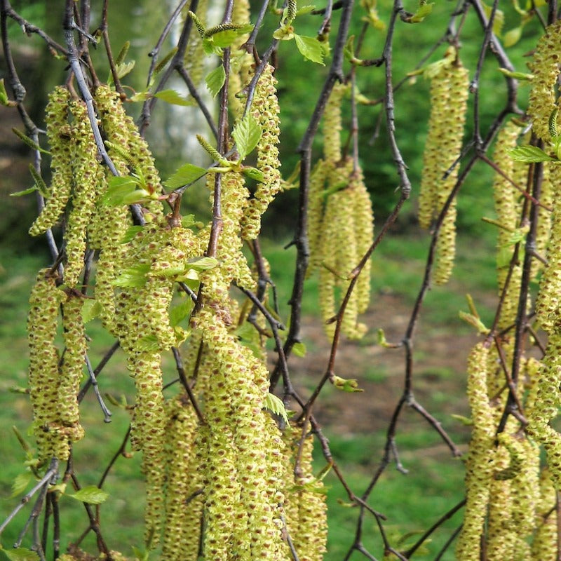 Weeping Birch Tree Seeds