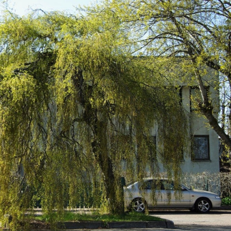 Weeping Birch Tree Seeds