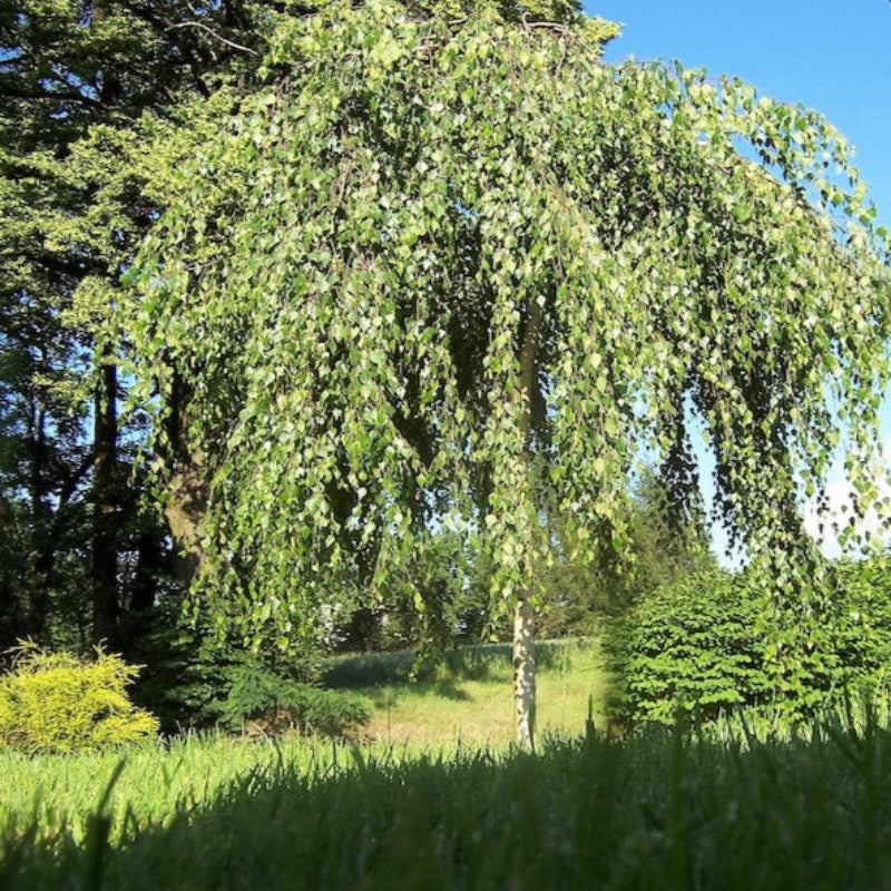 Weeping Birch Tree Seeds