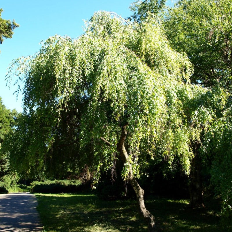 Weeping Birch Tree Seeds