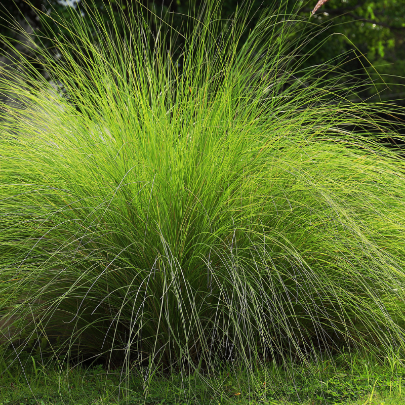 Weeping Lovegrass Seeds