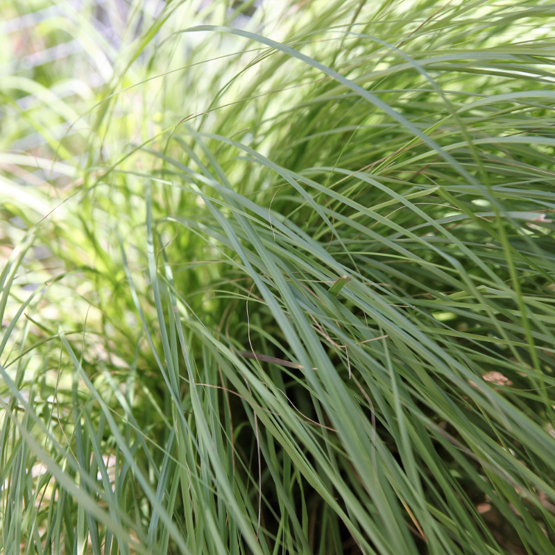 Weeping Lovegrass Seeds