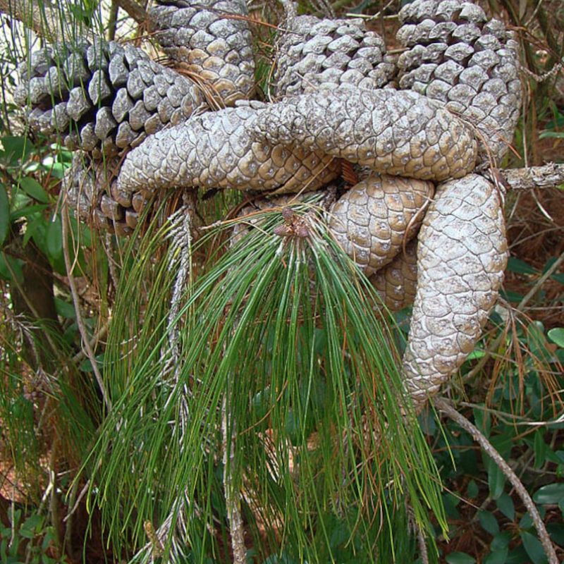 Pine Tree Seeds