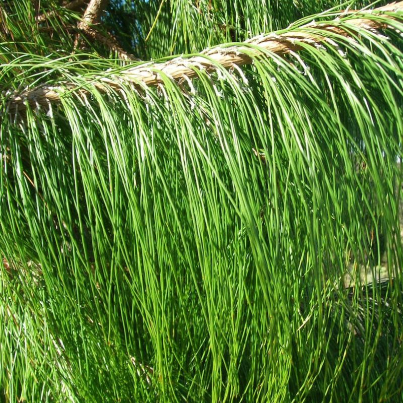 Pine Tree Seeds