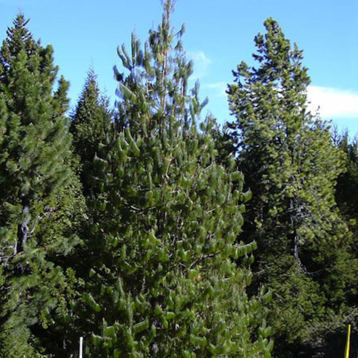 Weeping Pine Tree Seeds