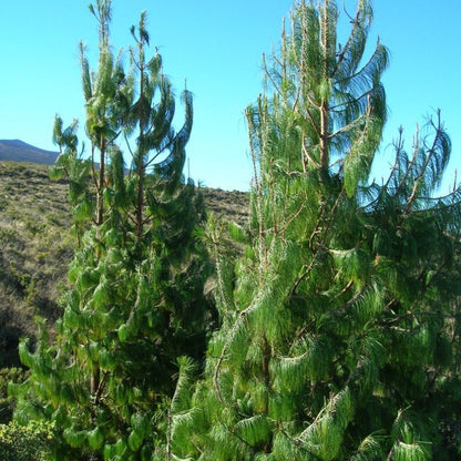 Pine Tree Seeds