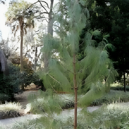 Pine Tree Seeds