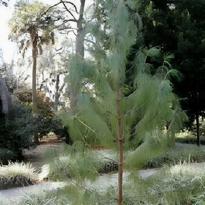 Weeping Pine Tree Seeds