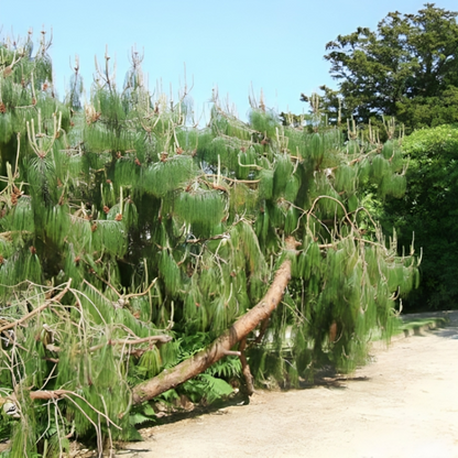 Pine Tree Seeds