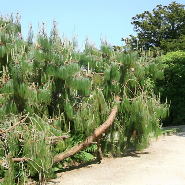 Weeping Pine Tree Seeds