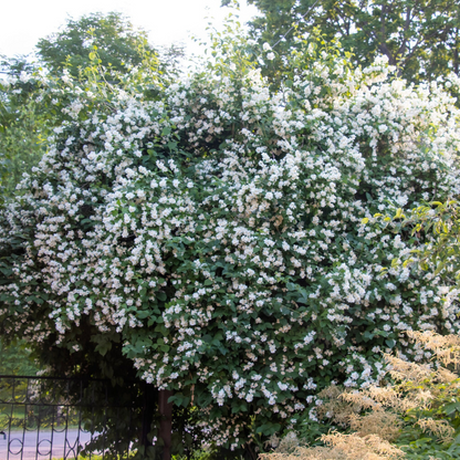 Western Mock Tree Seeds