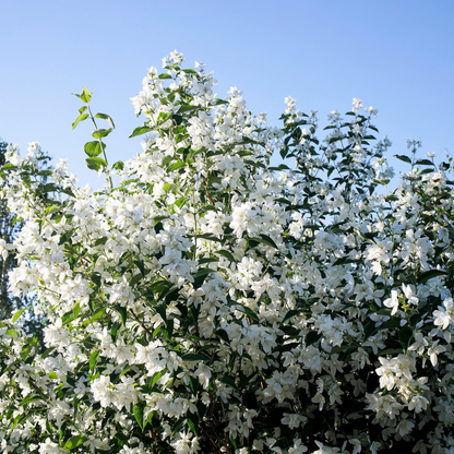 Western Mock Tree Seeds