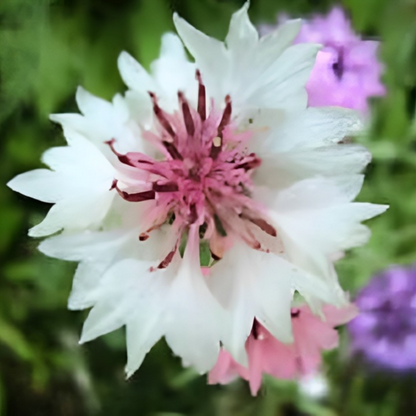 Bachelor Button Flower Seeds