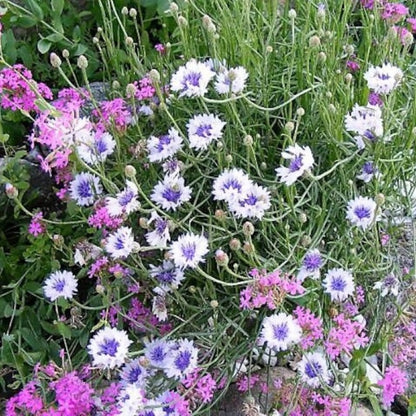 Bachelor Button Flower Seeds