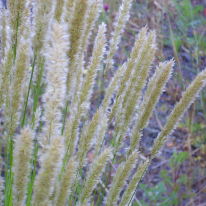 Melic Grass Seeds