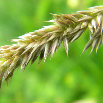 Melic Grass Seeds