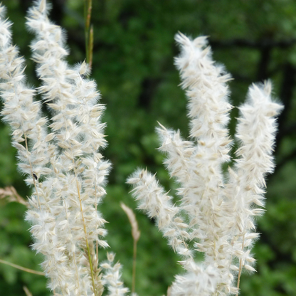 Melic Grass Seeds