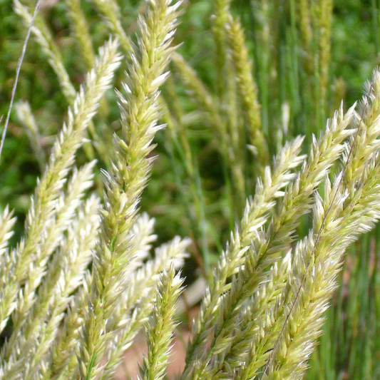 Melic Grass Seeds
