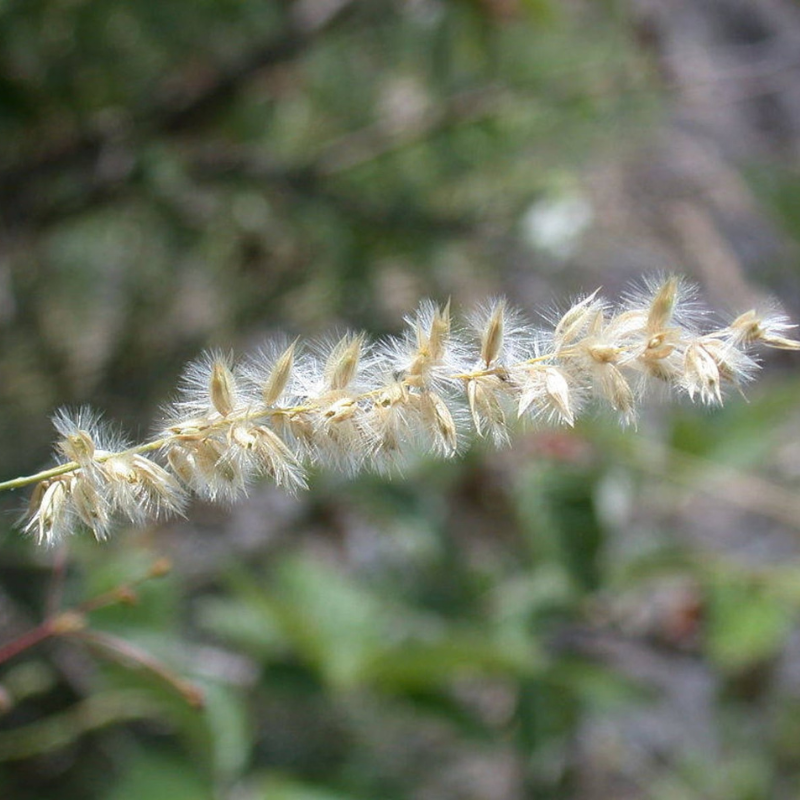 Melic Grass Seeds