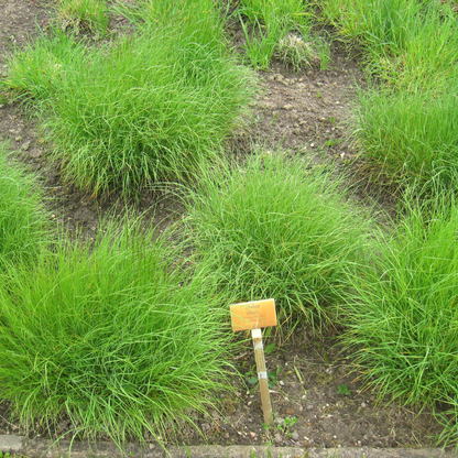 Melic Grass Seeds