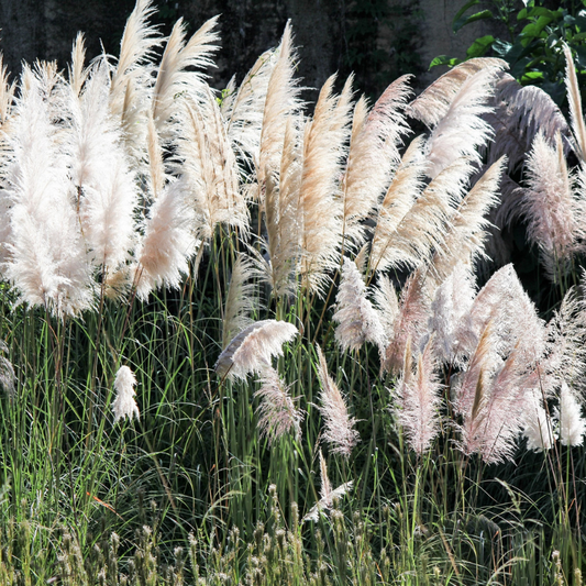 Pampas Grass Seeds