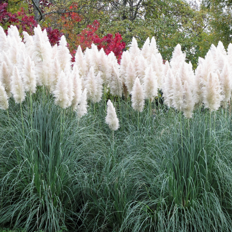 Pampas Grass Seeds