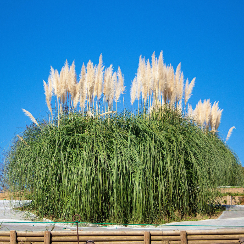 Pampas Grass Seeds