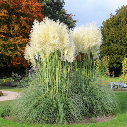 Pampas Grass Seeds