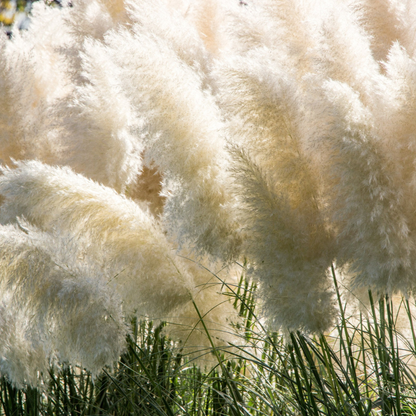 Pampas Grass Seeds