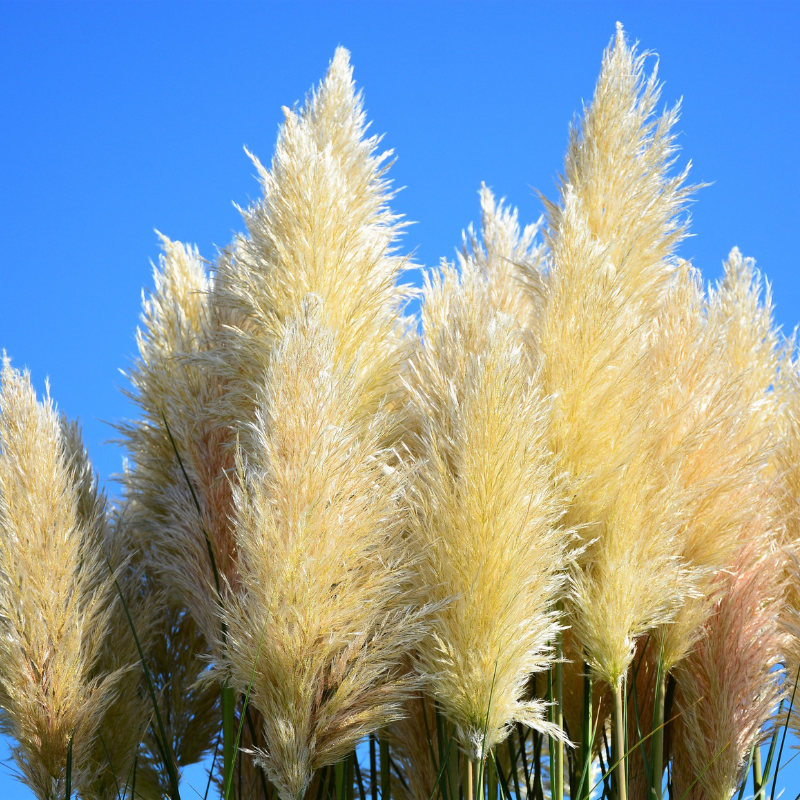 Pampas Grass Seeds