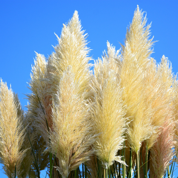 Pampas Grass Seeds