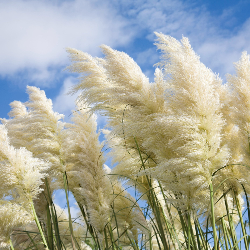 Pampas Grass Seeds