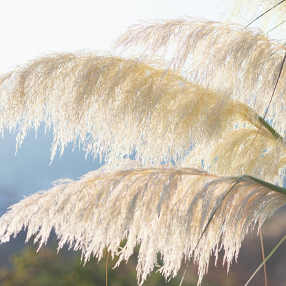 Pampas Grass Seeds