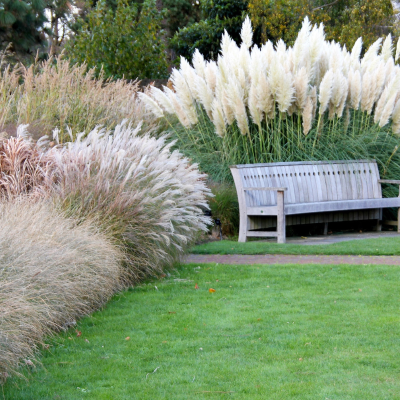 Pampas Grass Seeds