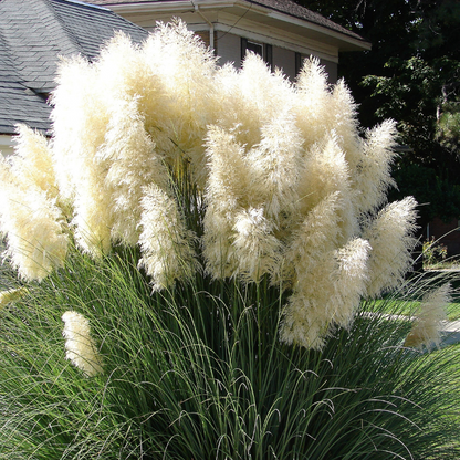 Pampas Grass Seeds