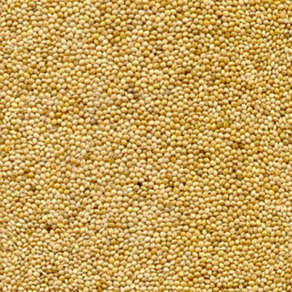 Panicum Miliaceum Ornamental Grass Seeds