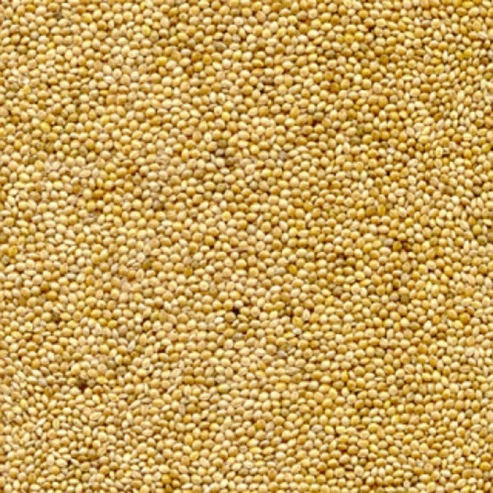Ornamental White Millet Seeds