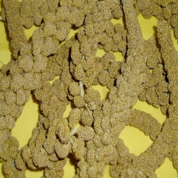 Ornamental White Millet Seeds