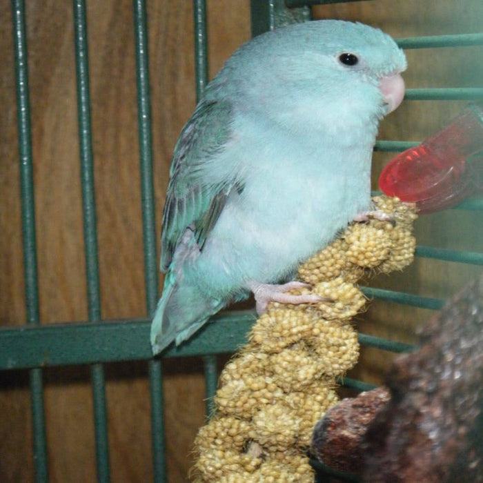 Ornamental White Millet Seeds