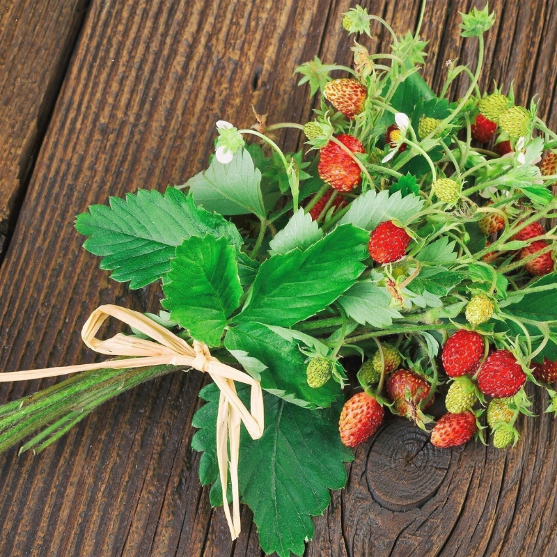 Woodland Strawberry Fruit Seeds