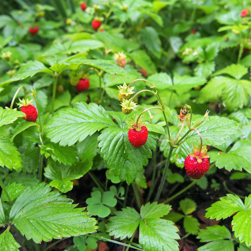 Woodland Strawberry Fruit Seeds