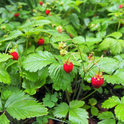 Woodland Strawberry Fruit Seeds