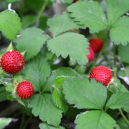 Woodland Strawberry Fruit Seeds