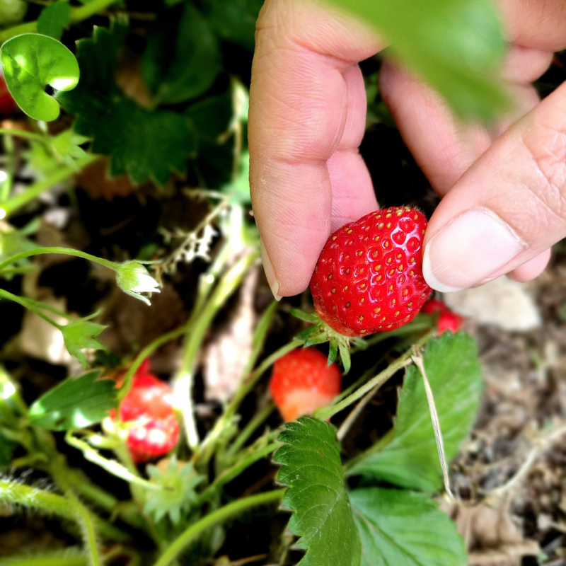 Woodland Strawberry Fruit Seeds