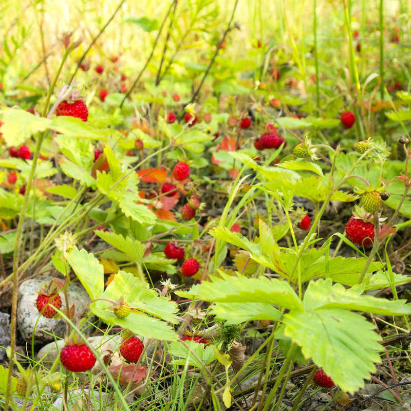 Woodland Strawberry Fruit Seeds