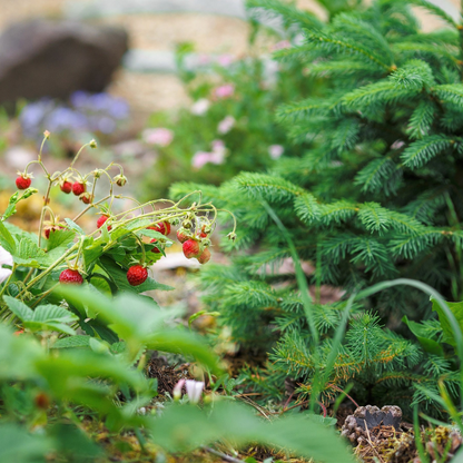 Woodland Strawberry Fruit Seeds