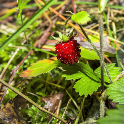 Woodland Strawberry Fruit Seeds