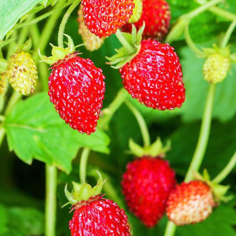 Woodland Strawberry Fruit Seeds